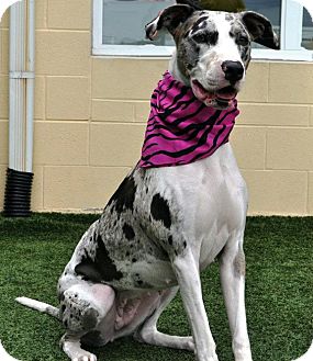 catahoula great dane mix