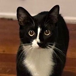 Photo of Onyx Kitty