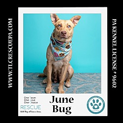 Thumbnail photo of June Bug (Mom to June Bug's Bugs Life Pups) 012723 #3