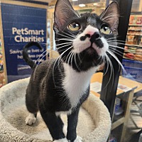 adopt a pet