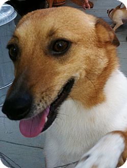 Austin Tx Corgi Meet Watson A Pet For Adoption