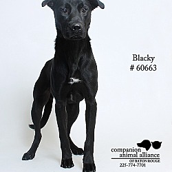 Thumbnail photo of Blacky #1