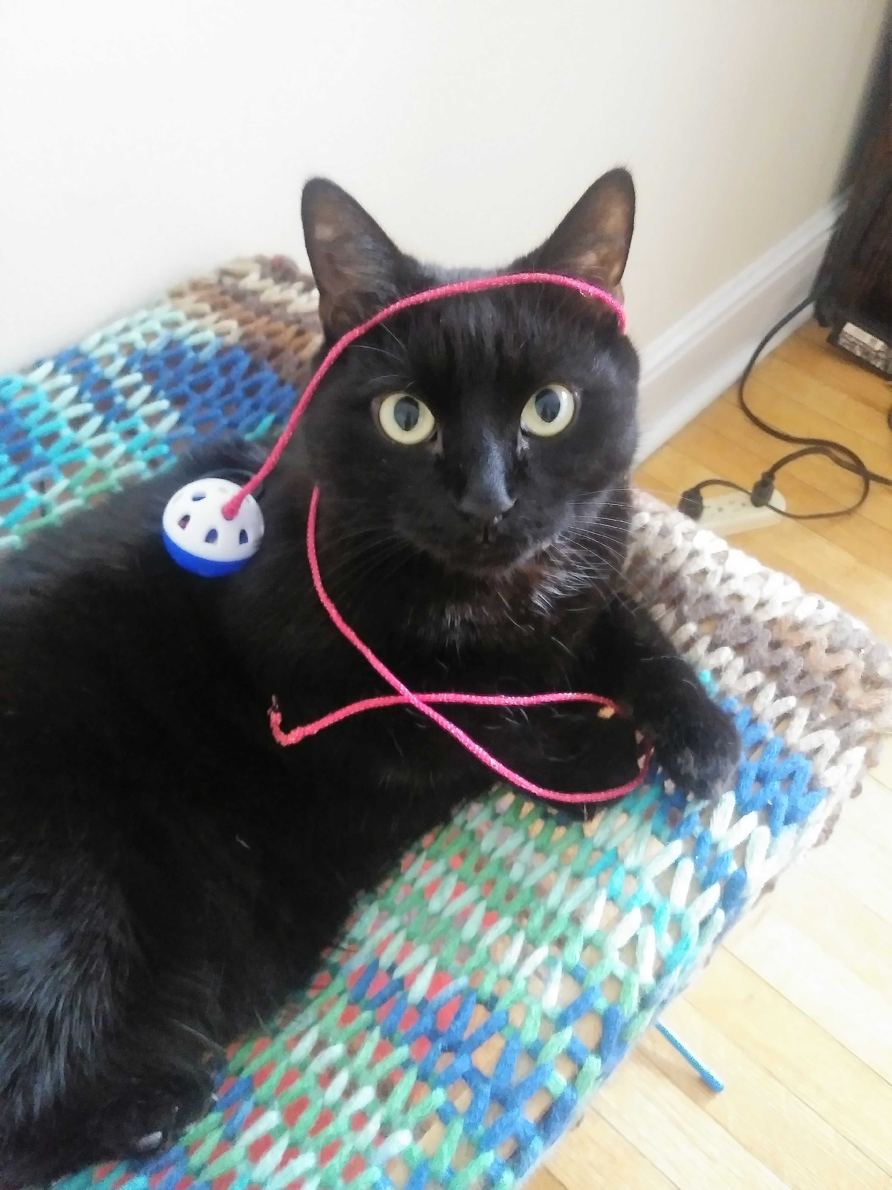 Toronto On Domestic Shorthair Meet Michers Declawed A Pet