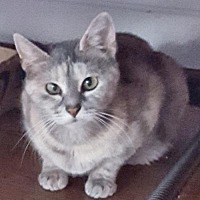 The Cat Shack Inc In Trexlertown Pennsylvania