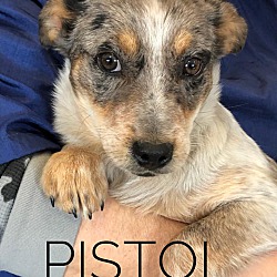 Photo of Pistol