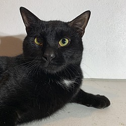 Kittens For Sale In Blanchester Ohio Adoptapet Com