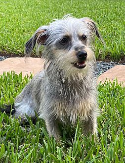 Adopt A Pet | PetSmart Charities
