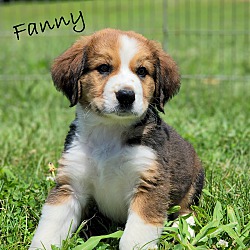 Thumbnail photo of Fanny~adopted! #2
