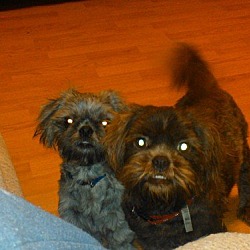 Thumbnail photo of Chewy and Pepper #3