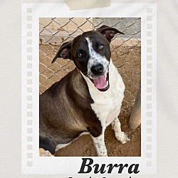 Photo of Burro