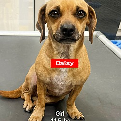 Thumbnail photo of Daisy - Bonded Pair with Sapa #4