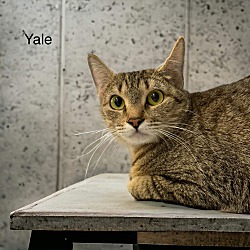 Thumbnail photo of Yale #4