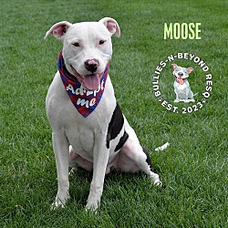 Thumbnail photo of Moose #1