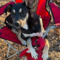 adopt-pet