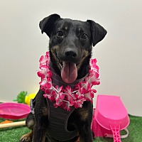 adopt a pet