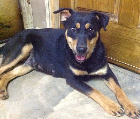 Kelpie lab mix dog shop