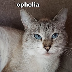 Photo of "  Ophelia  "