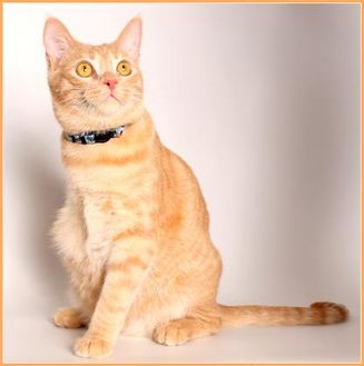 Adopt A Pet Petsmart Charities