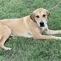 Photo of *Honeybear - PENDING