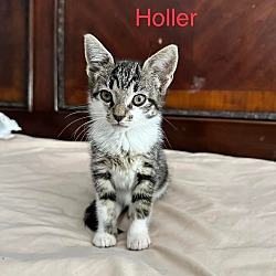 Photo of Holler