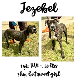 Thumbnail photo of Jezebel #1