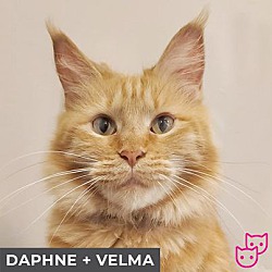 Thumbnail photo of Velma (bonded with Daphne) #3