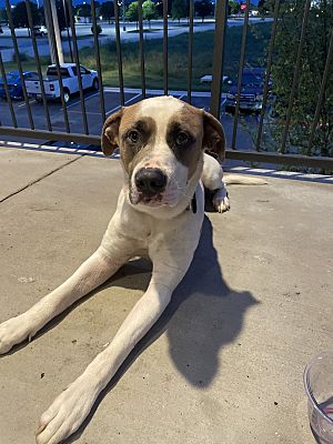 Georgetown, Tx - American Pit Bull Terrier Cane Corso. Meet Chapo A Pet 