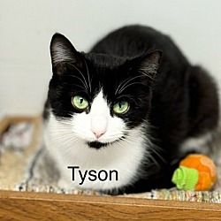 Thumbnail photo of 6036 (Tyson) #3
