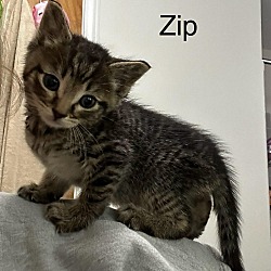 Thumbnail photo of Zip #2