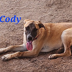 Thumbnail photo of Cody #3