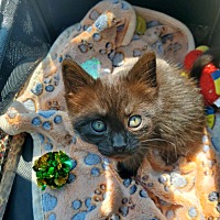 adopt-pet