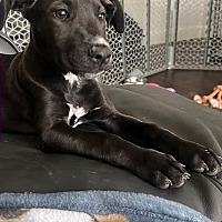 adopt a pet