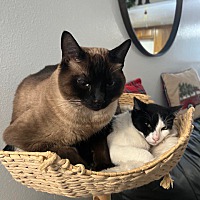 adopt a pet