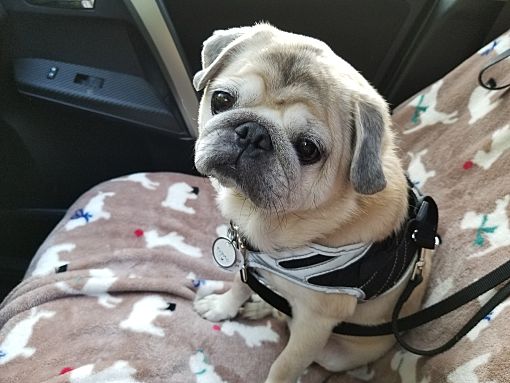 young pugs for adoption