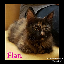 Photo of Flan