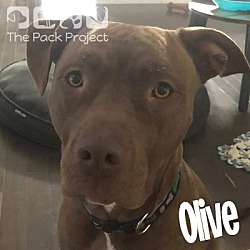 Thumbnail photo of Olive #3