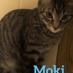 Thumbnail photo of Moki #3