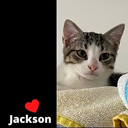 Photo of Simone, Jackson and Jasper