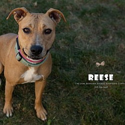 Thumbnail photo of Reese #1