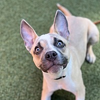 adopt a pet