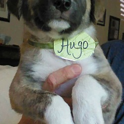 Thumbnail photo of HUGO #4