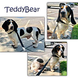 Thumbnail photo of Teddy Bear #1