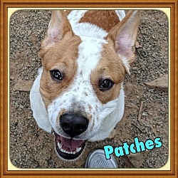 Photo of Patches (Paws in Prison Grad)