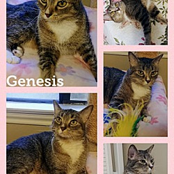 Thumbnail photo of Genesis #4