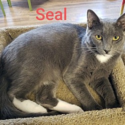 Thumbnail photo of Seal #2