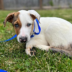Photo of Willow