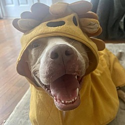 Photo of Brandy
