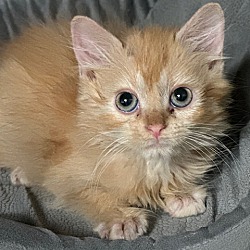 Photo of Shaggy