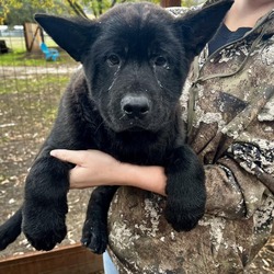 Photo of "Guinness" Puppy