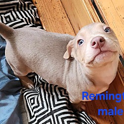 Thumbnail photo of Remington #4